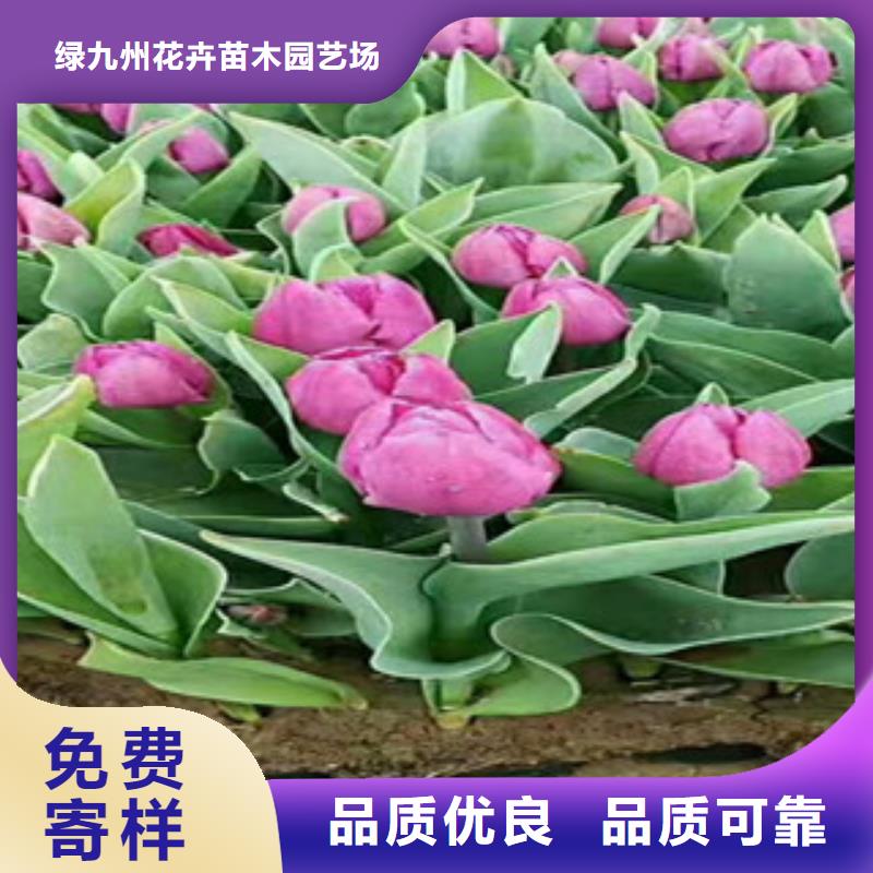 【时令草花,观赏草/蒲苇狼尾草市场行情】