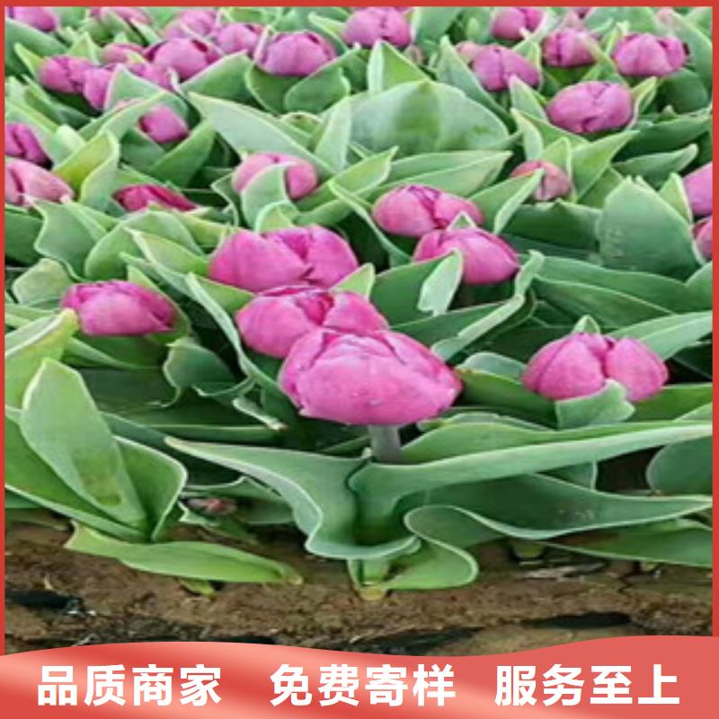 【时令草花鲁冰花/粉黛乱子草甄选好物】