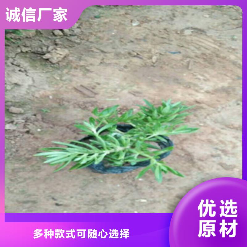 【时令草花鲁冰花/粉黛乱子草甄选好物】