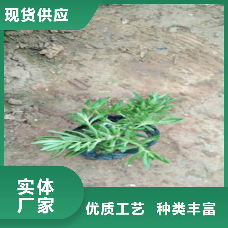 时令草花,观赏草/蒲苇狼尾草正规厂家