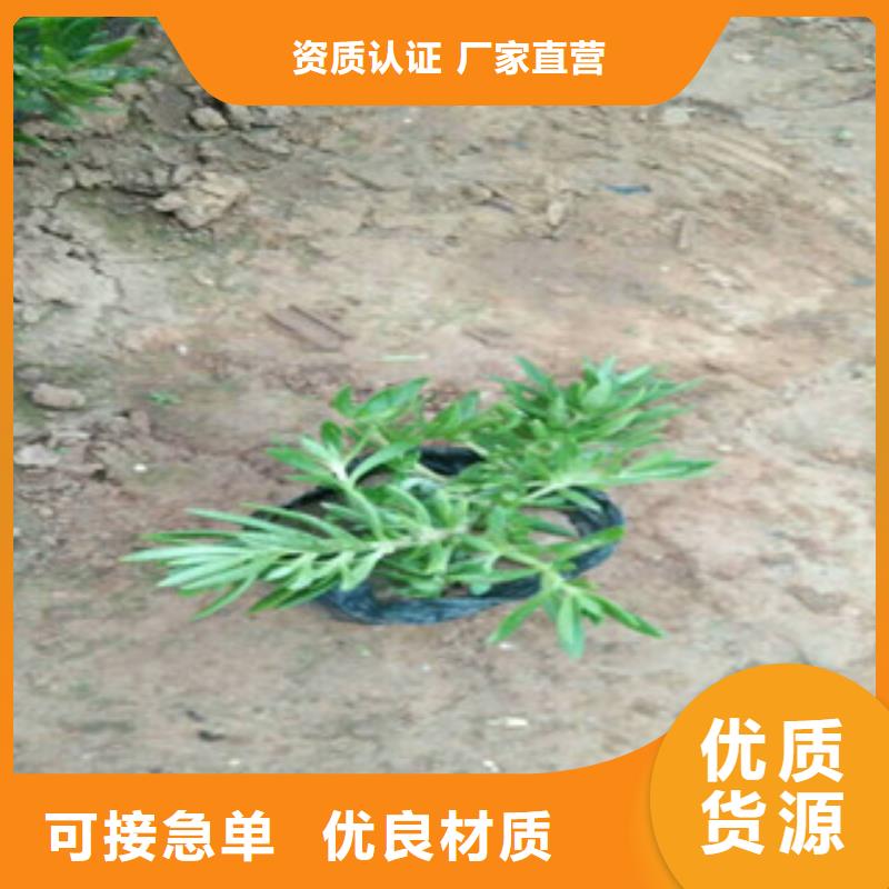 时令草花【花海景观工程】应用领域