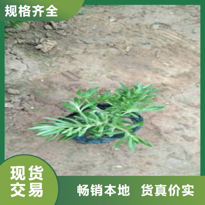 时令草花宿根花卉基地服务始终如一
