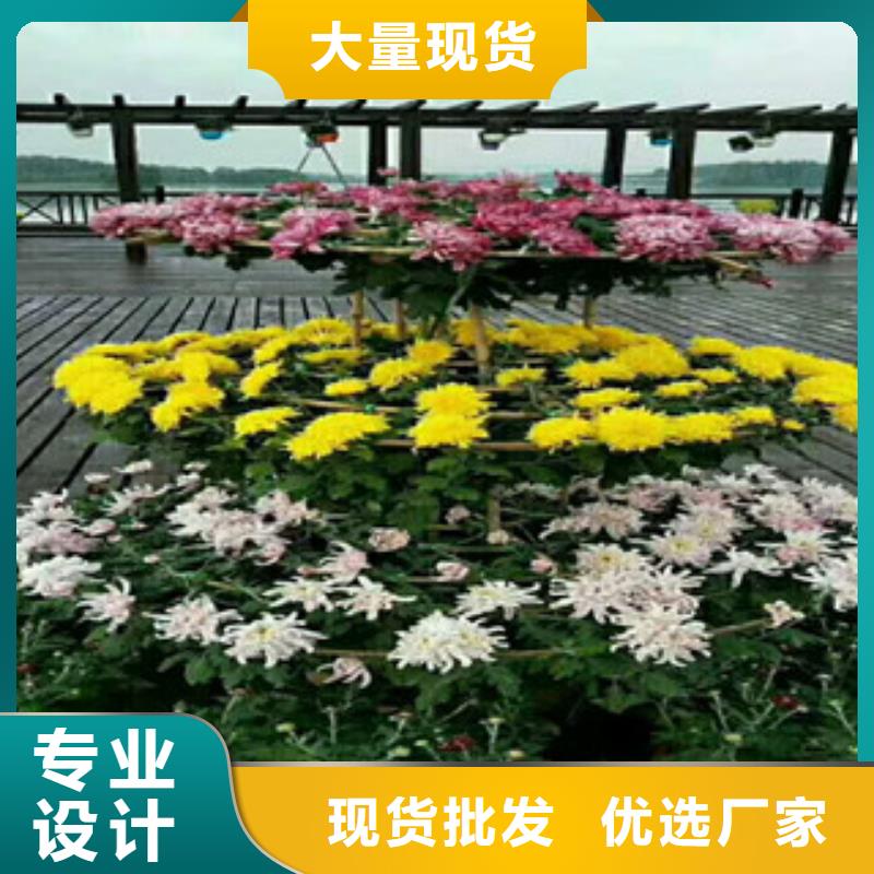 时令草花【花海景观工程】应用领域