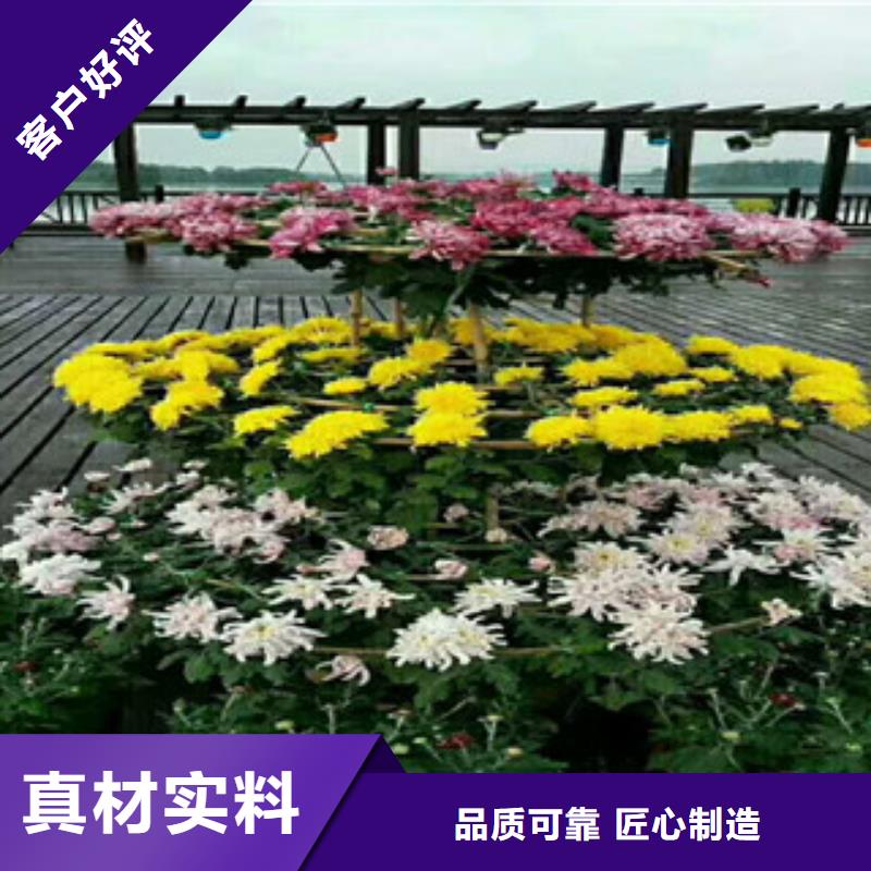 时令草花_五一国庆草花批发客户好评
