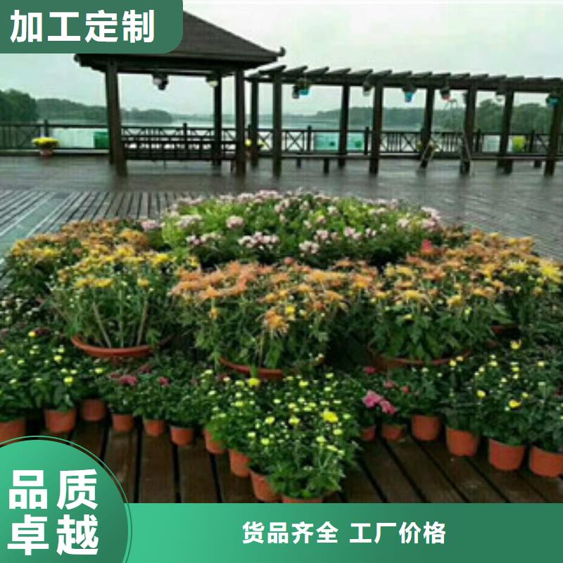 时令草花耐寒耐旱草花基地出货快