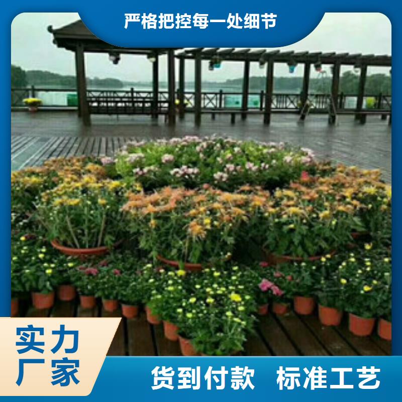 【时令草花】,五一国庆草花批发真实拍摄品质可靠