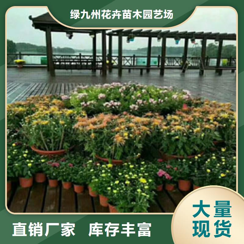 时令草花-【耐寒耐旱草花基地】多种规格库存充足