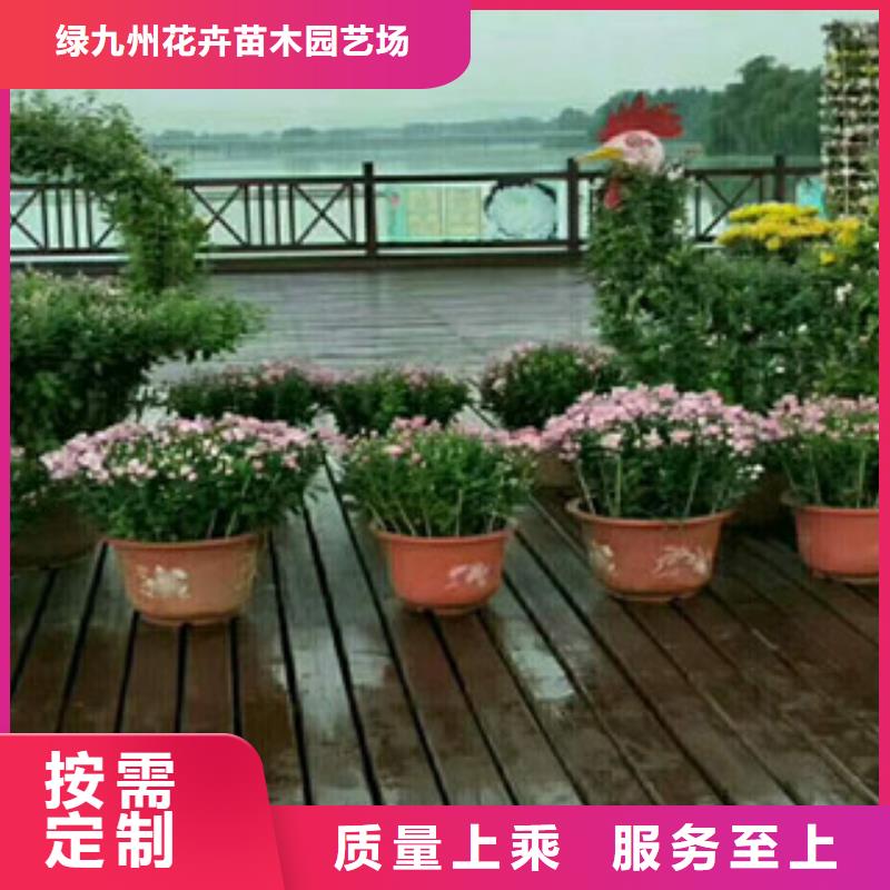 【时令草花鲁冰花/粉黛乱子草甄选好物】