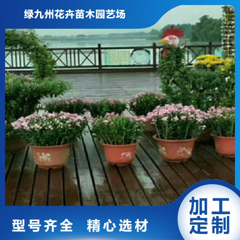 时令草花【水生植物/荷花睡莲】实力厂家