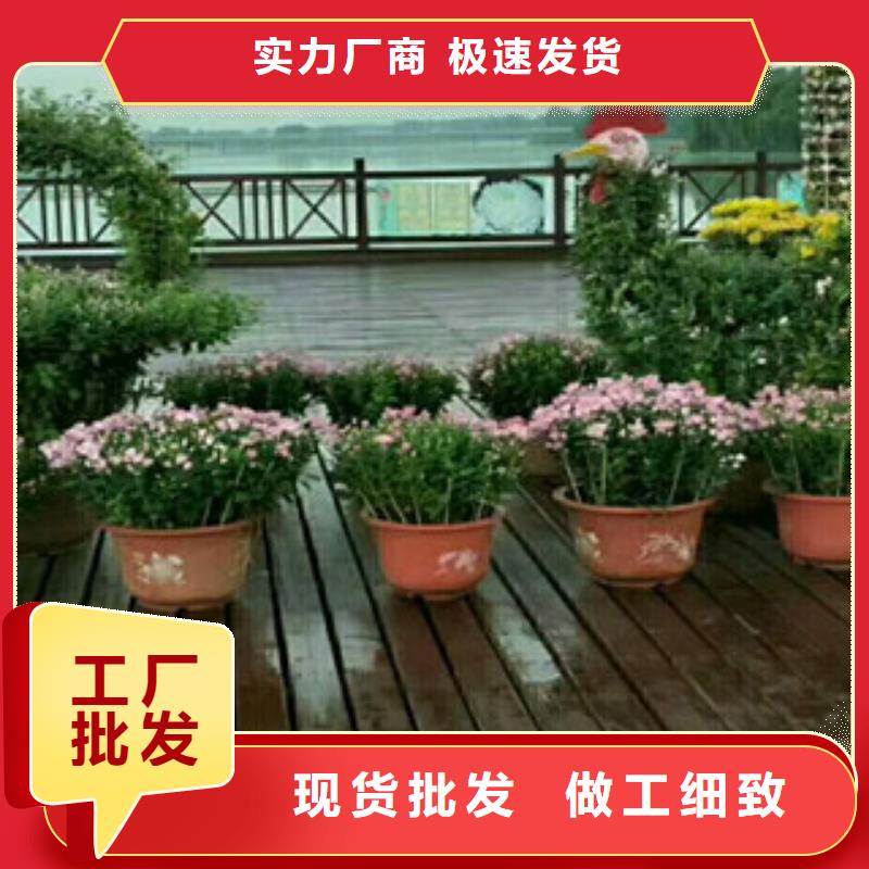 时令草花宿根花卉基地价格公道合理