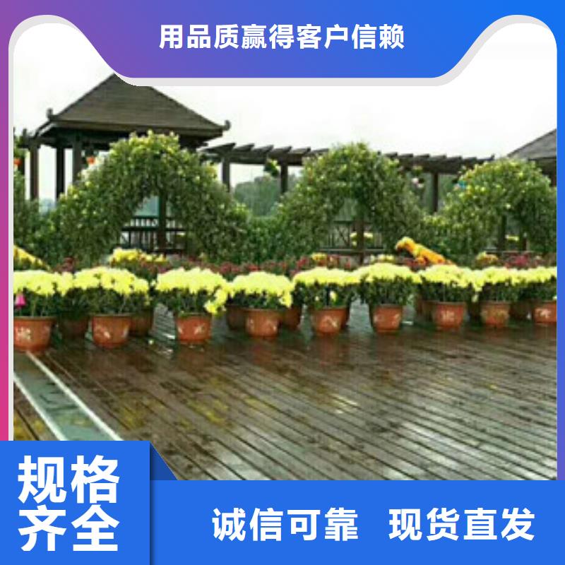 |锡林郭勒|通辽|赤峰|包头|呼和浩特绿九州【时令草花】,五一国庆草花批发品质之选