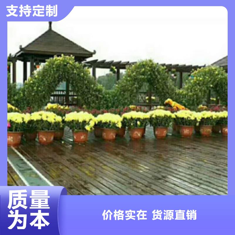 时令草花-【耐寒耐旱草花基地】多种规格库存充足