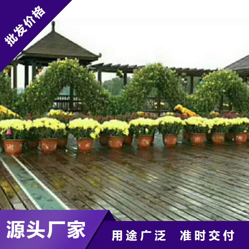 时令草花耐寒耐旱草花基地款式新颖