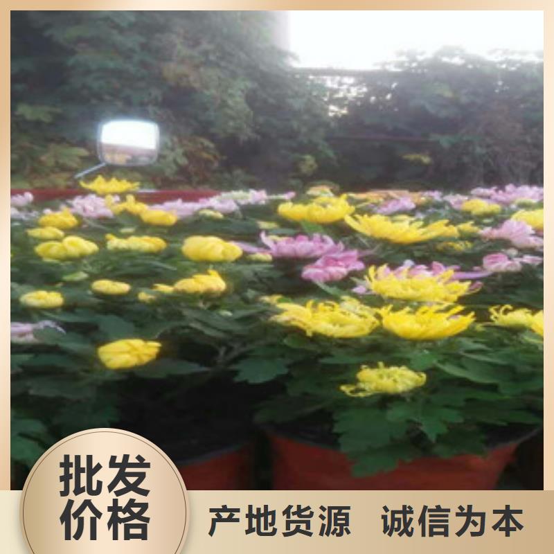 时令草花耐寒耐旱草花基地支持大批量采购