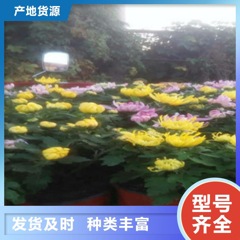 【时令草花】_水生植物/荷花睡莲品质信得过