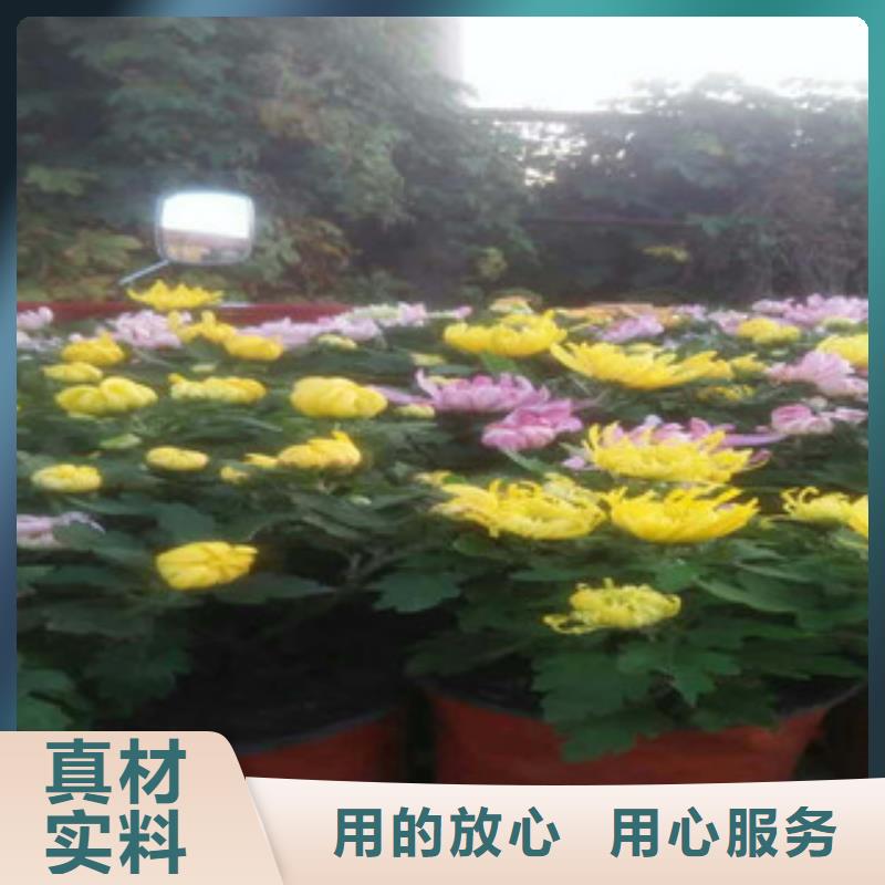 时令草花【宿根花卉基地】多种规格可选