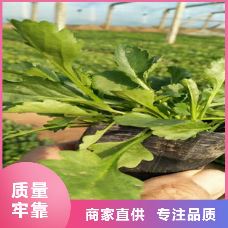 【时令草花】_水生植物/荷花睡莲品质信得过