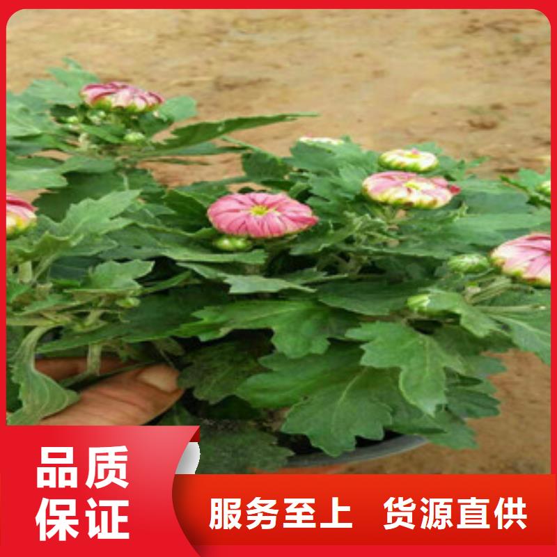 【时令草花鲁冰花/粉黛乱子草甄选好物】