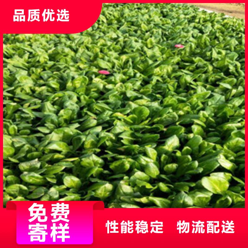 时令草花,花海景观工程48小时发货