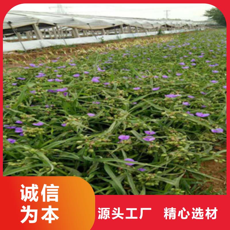 时令草花-宿根花卉基地一站式服务