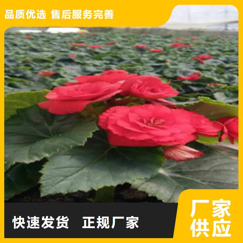 时令草花,花海景观工程48小时发货