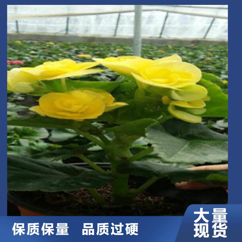 时令草花五一国庆草花批发定金锁价