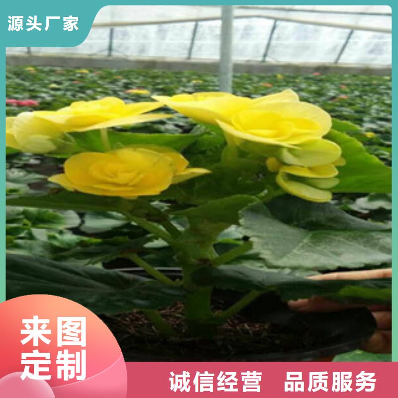 时令草花【水生植物/荷花睡莲】实力厂家