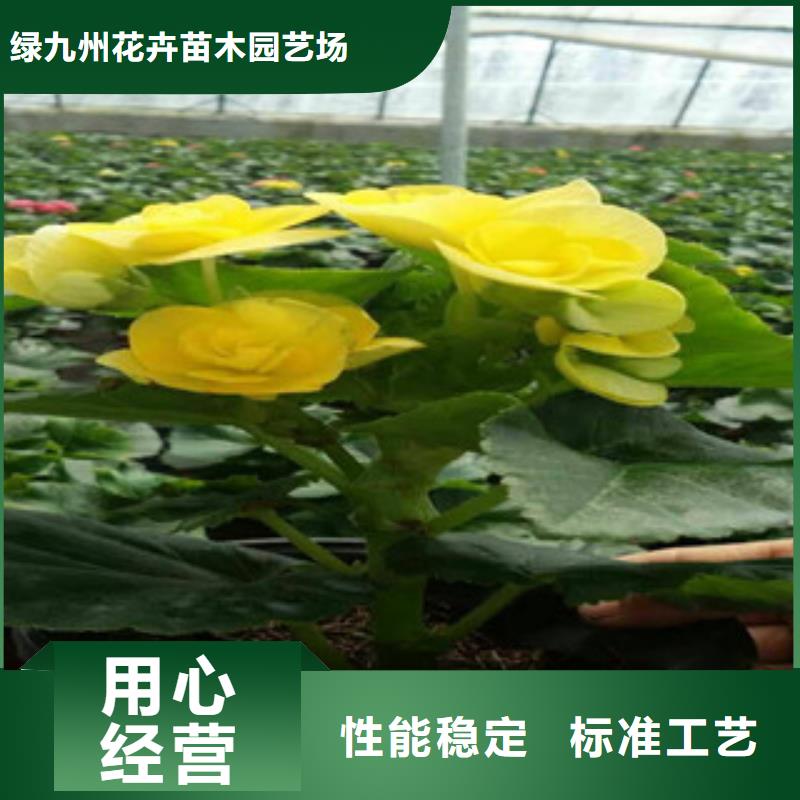 时令草花时令花卉/绿化草花价格工厂直销