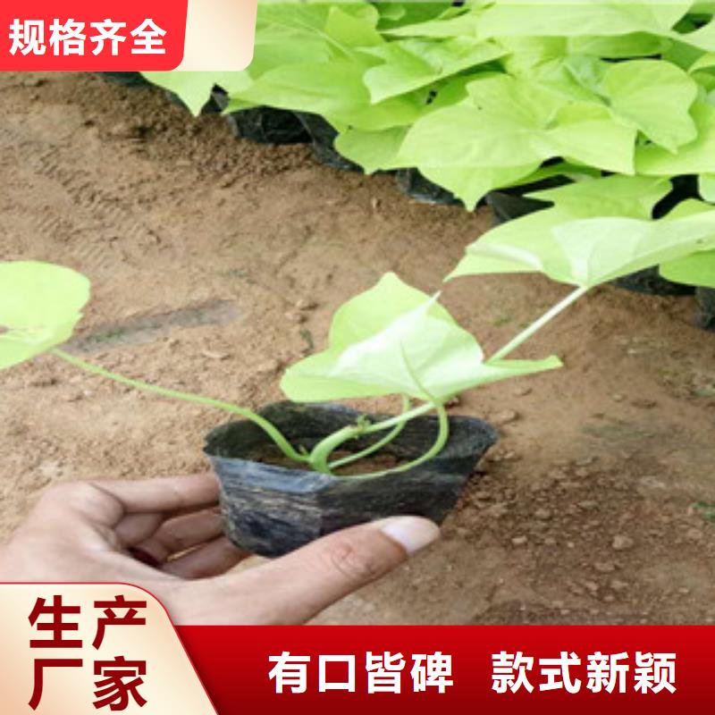 时令草花【花海景观工程】应用领域