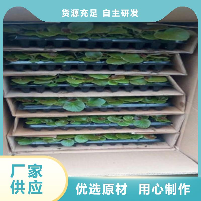 时令草花【花海景观工程】应用领域