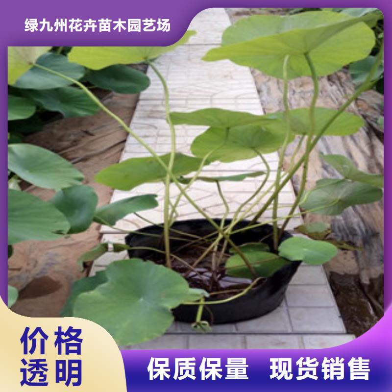 时令草花柳叶马鞭草/薰衣草好品质售后无忧