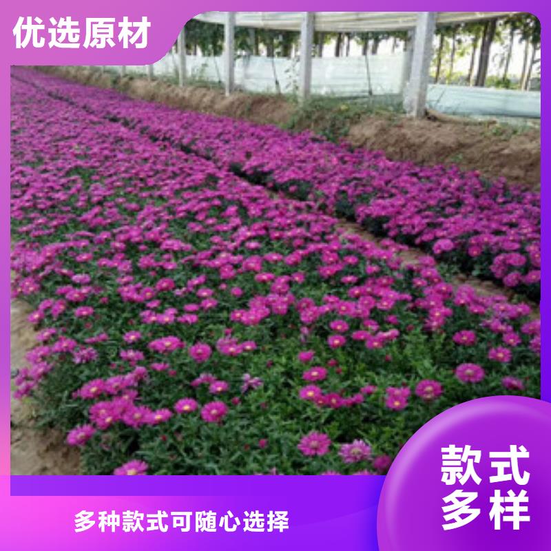 时令草花耐寒耐旱草花基地出货快