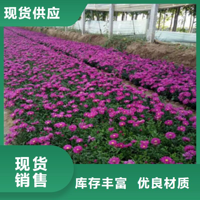 时令草花,花海景观工程48小时发货