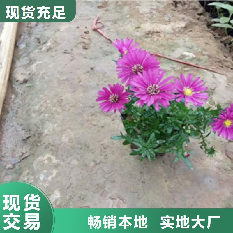 时令草花,花海景观工程48小时发货