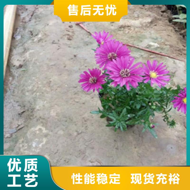 时令草花,鲁冰花/粉黛乱子草可零售可批发