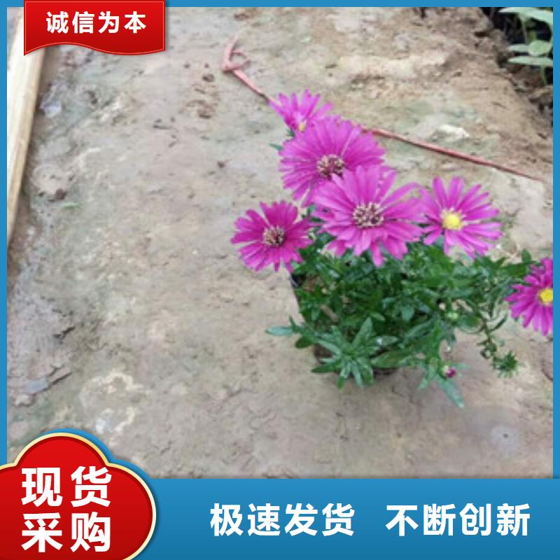 时令草花_耐寒耐旱草花基地交货准时