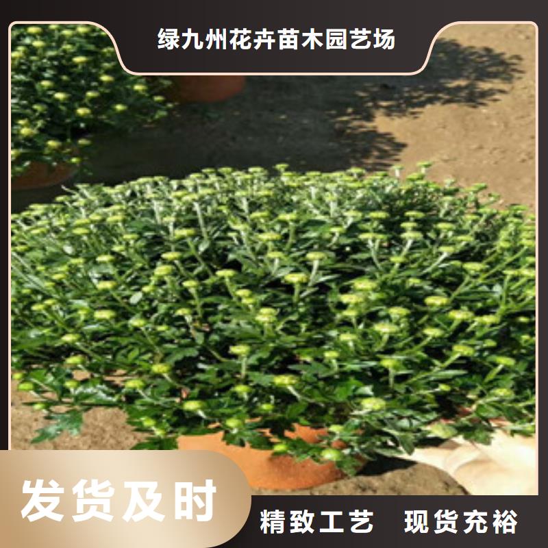 时令草花【水生植物/荷花睡莲】支持定制批发