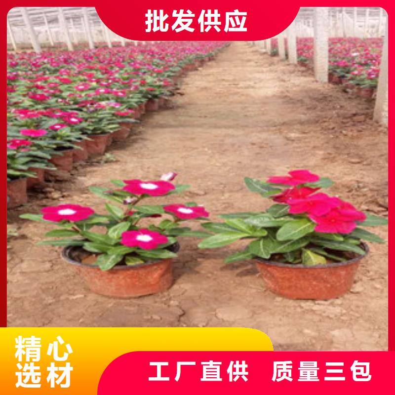 【时令草花鲁冰花/粉黛乱子草甄选好物】