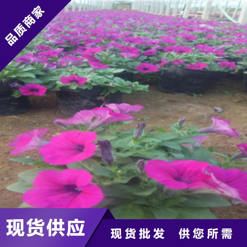 时令草花【花海景观工程】应用领域