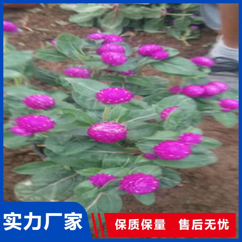 时令草花时令花卉/绿化草花价格工厂直销