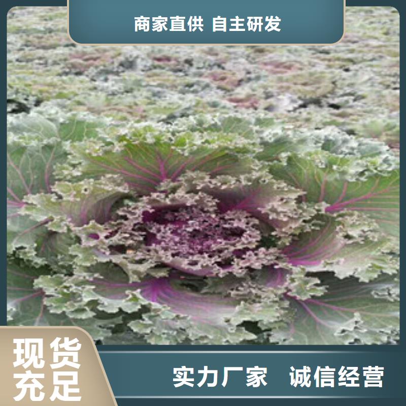 时令草花,花海景观工程48小时发货