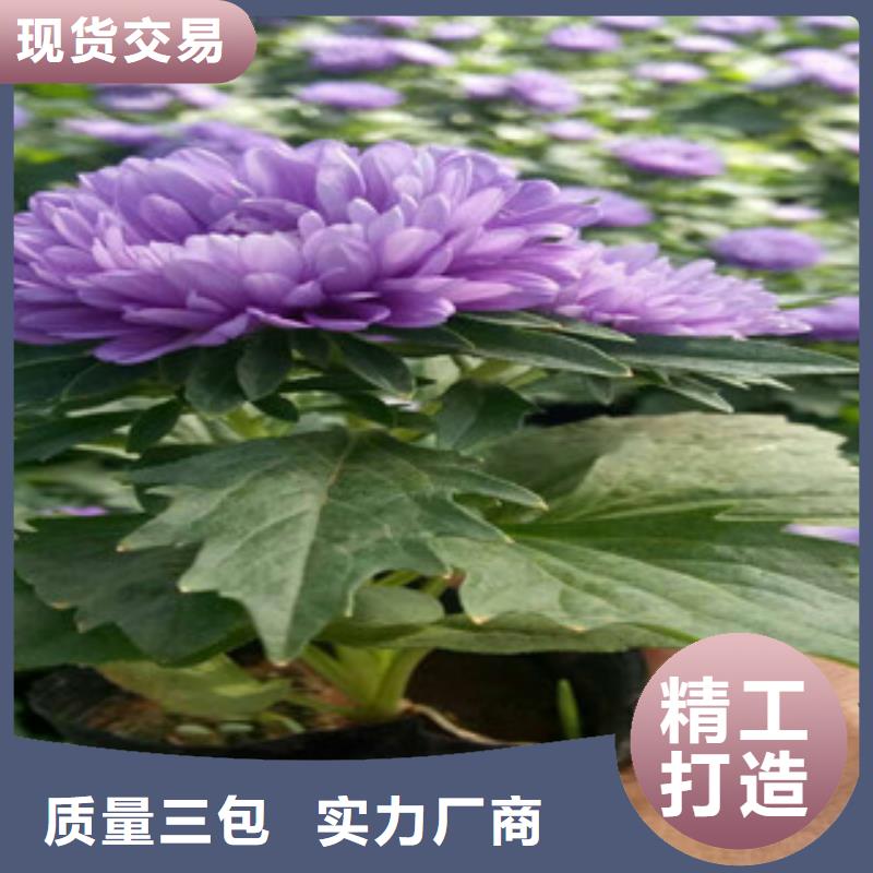 时令草花宿根花卉基地价格公道合理