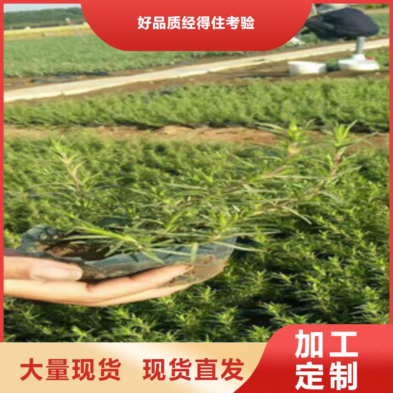 时令草花耐寒耐旱草花基地高性价比