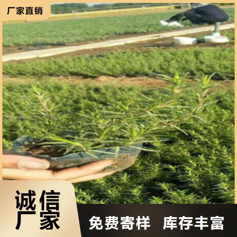 时令草花耐寒耐旱草花基地出货快