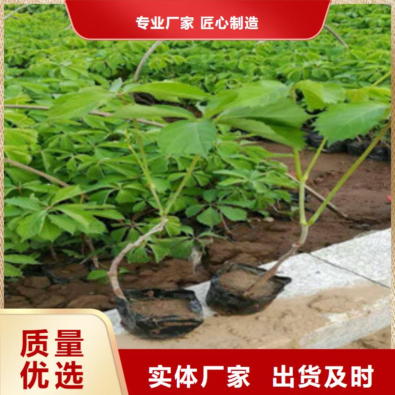 宿根花卉-观赏草/蒲苇狼尾草规格齐全实力厂家