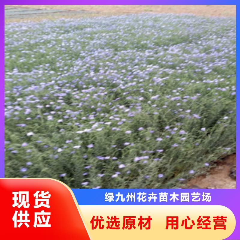 宿根花卉柳叶马鞭草/薰衣草丰富的行业经验