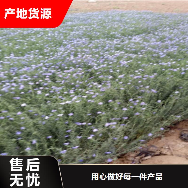 宿根花卉耐寒耐旱草花基地现货满足大量采购