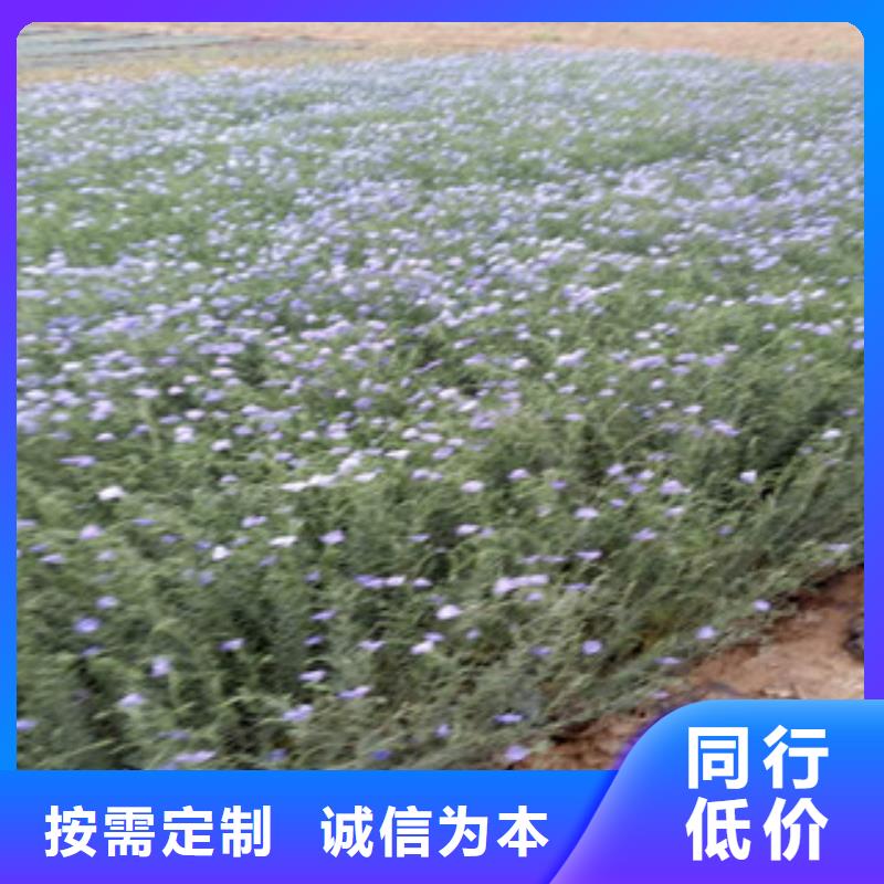 宿根花卉柳叶马鞭草/薰衣草源厂定制