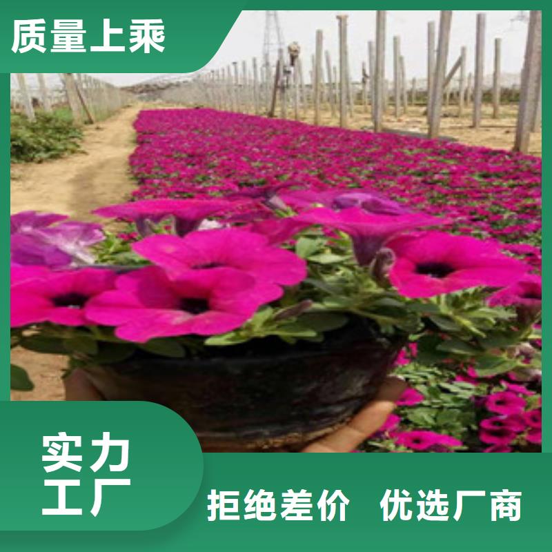 【宿根花卉】耐寒耐旱草花基地大量现货供应