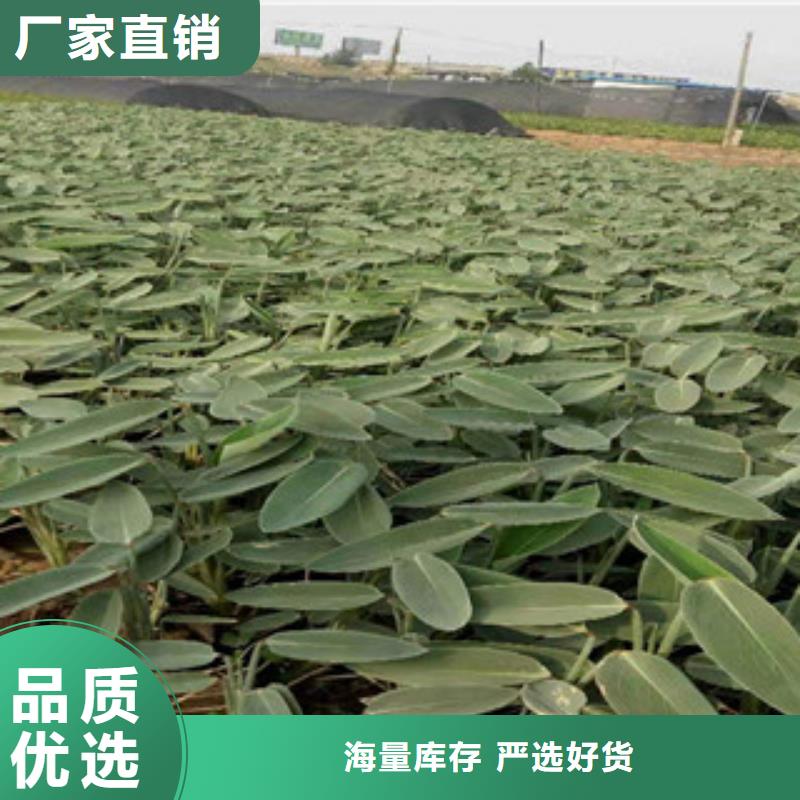 宿根花卉,鲁冰花/粉黛乱子草厂家直销规格多样